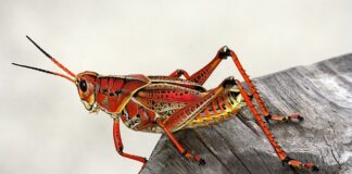 Jaki konik na biegunach dla dwulatka?