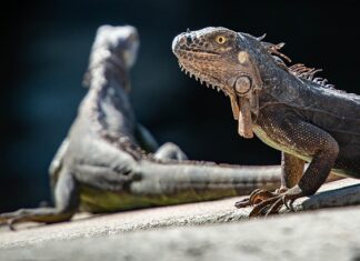 Ile lat temu żyły dinozaury?