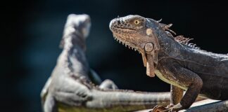 Co się stało z dinozaurami?